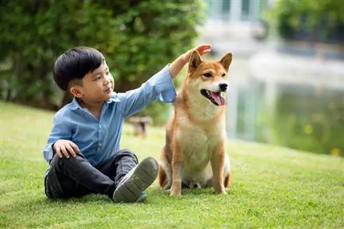 shiba inu šuo su jaunu berniuku, sėdinčiu žolėje