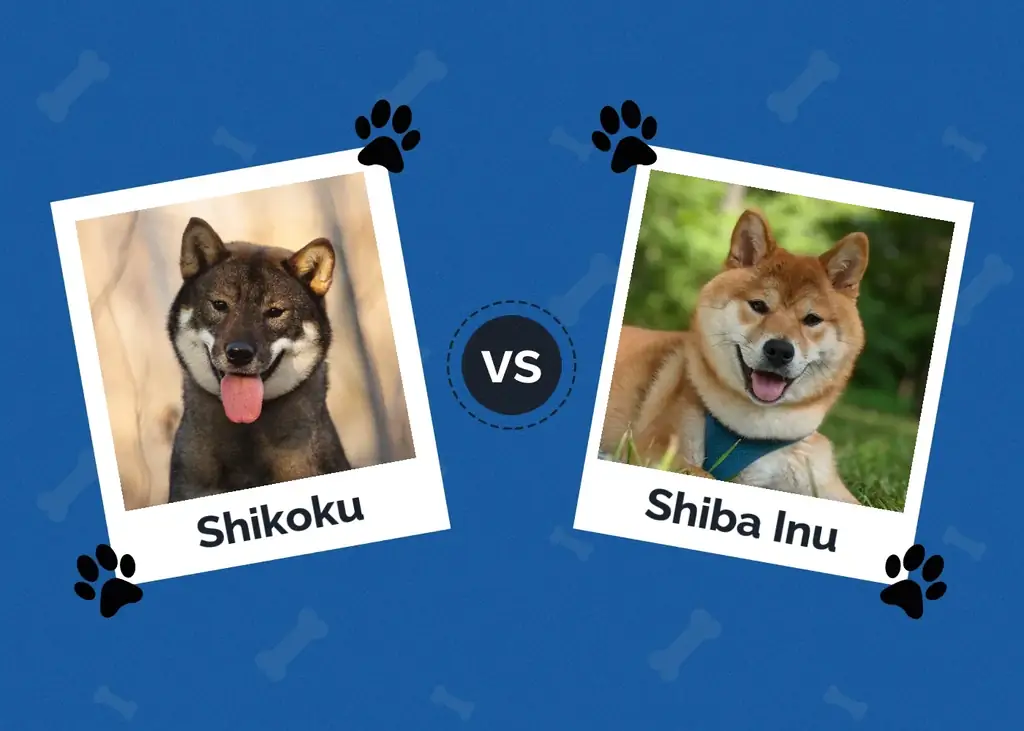 Shikoku vs Shiba Inu: principais diferenças (com imagens)