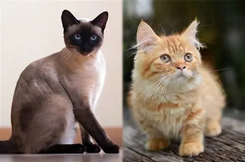 Informacije o pasmini mješanac Siamese Munchkin: Slike, Temperament & Osobine