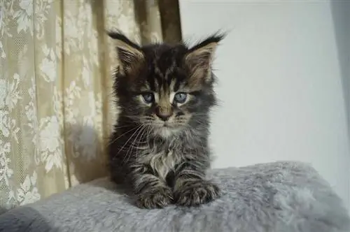 Maine Coon Mačiatko