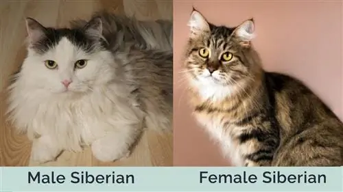 Mannetjie-teen-wyfie-Siberiese-Kat langs mekaar