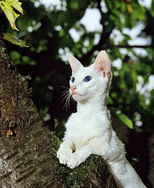 Gatto bianco straniero nell'albero