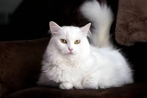 dawb Turkish angora