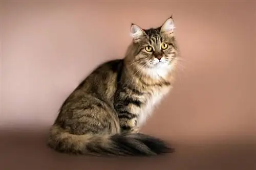 tabby Siberian cat