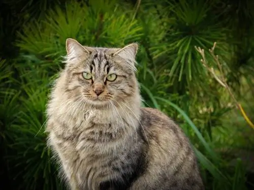 siberian cat_claudia125_Pixabay