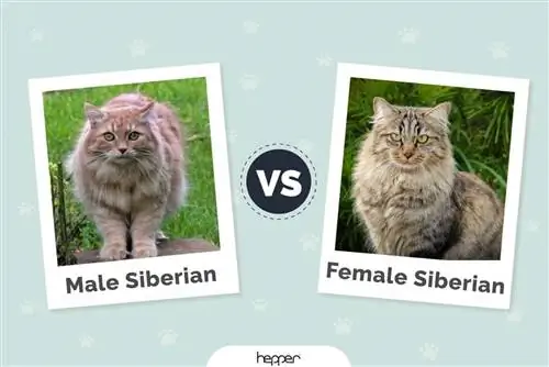 Lalaki kumpara sa Babae Siberian Cat: Ano ang Pagkakaiba (Sa Mga Larawan)