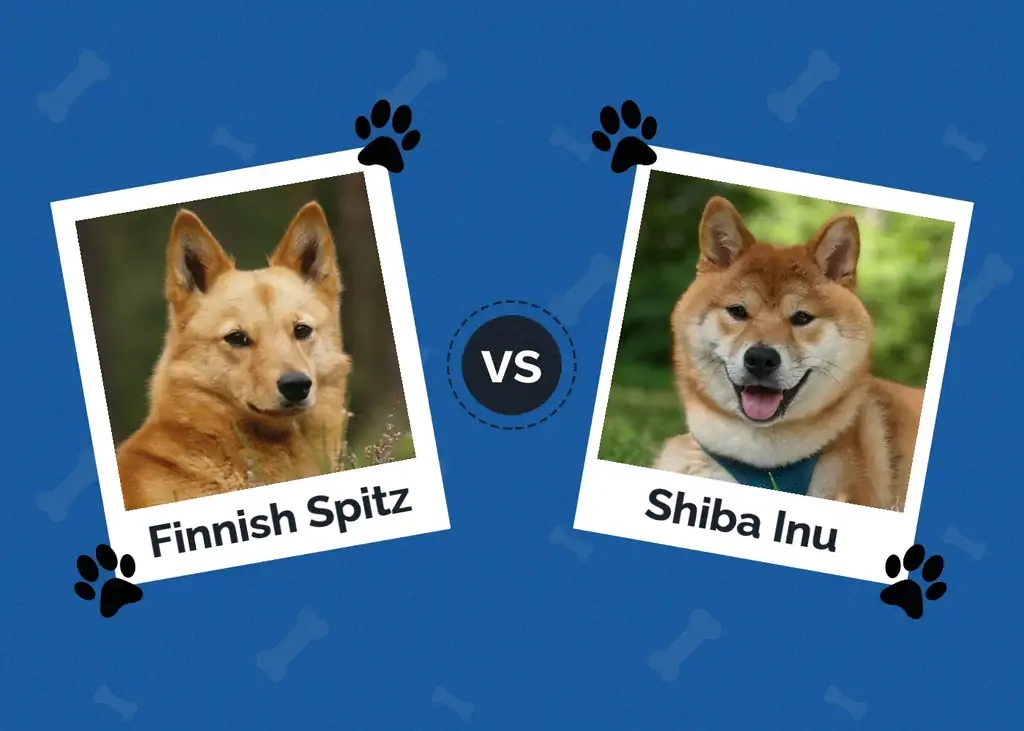 Finse spits vs. Shiba Inu: de belangrijkste verschillen (met afbeeldingen)