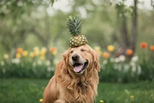 kepala nanas golden retriever