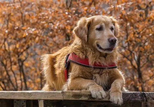 Golden Retriever жұмыс істейтін иттер