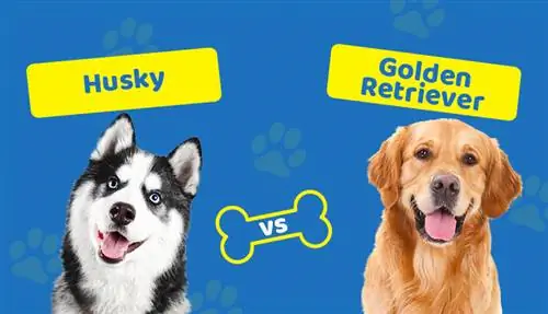 Husky vs Golden Retriever: quina raça és adequada per a tu?