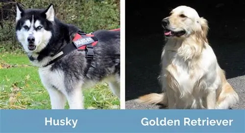 Husky vs Golden Retriever berdampingan