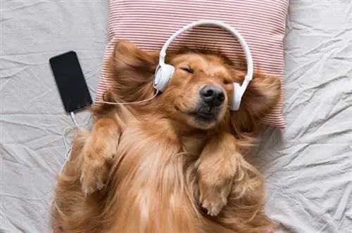 Golden Retriever mengenakan headphone mendengarkan music_chendongshan_shutterstock