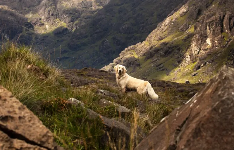 zlatý retriever v drsnom teréne na Isle of Skye v Škótsku