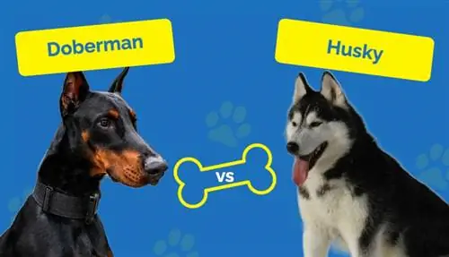 Doberman vs Husky - Vad är skillnaden? (Med bilder)