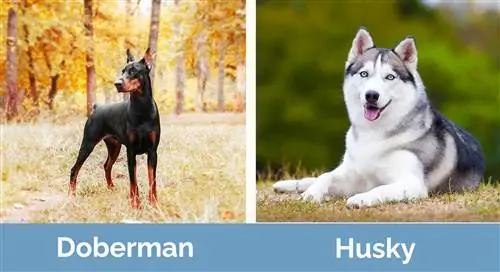 Doberman ve Husky yan yana