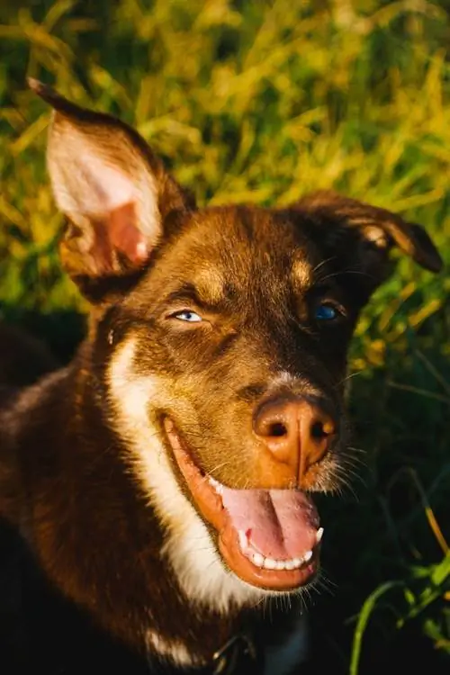 bruine ausky puppy in de zon