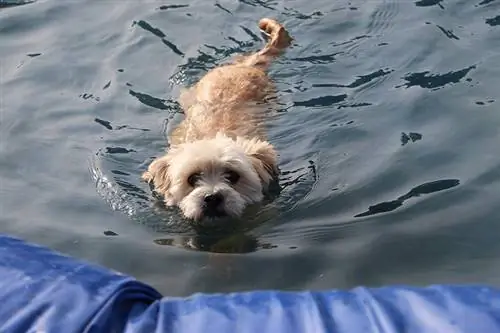 мальтипу плавает в воде