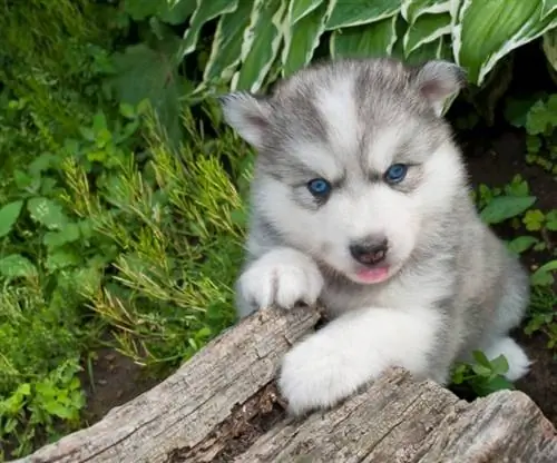 Huskimo (Siberian Husky & American Eskimo Mix): Info, bilder, fakta