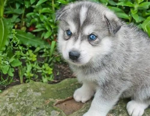 Anak anjing Huskimo dengan mata biru