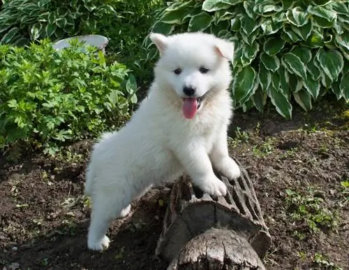 Huskimo-Welpe auf Baumstamm mit herausgestreckter Zunge