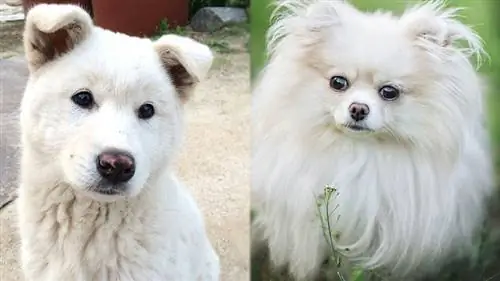 Jindo Spitz Mix: nuotraukos, priežiūros vadovas, temperamentas & bruožai