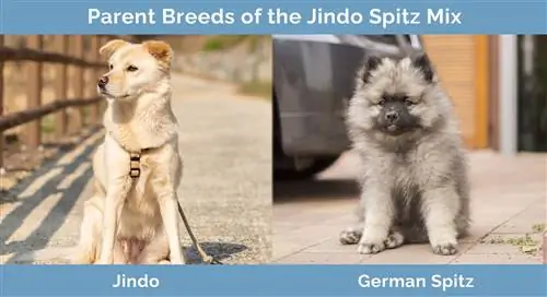 Jindo Spitz Qarışıqının Ana Cinsləri