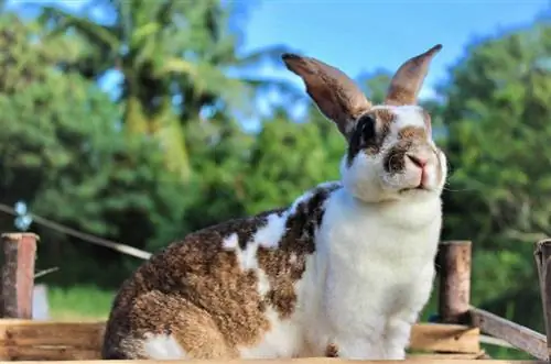 mini rex kanin närbild