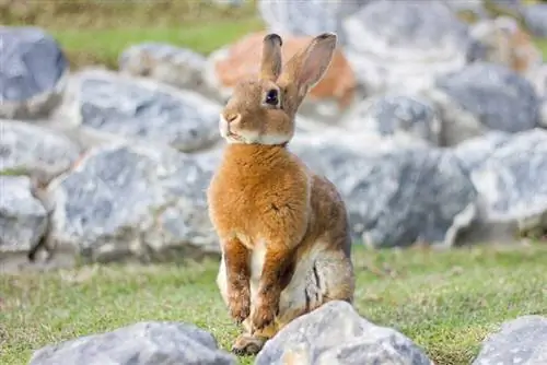 Combien coûtent les mini lapins Rex ? Mise à jour 2023