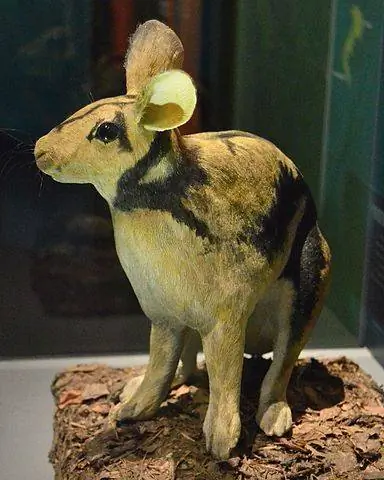 Sumatran_Striped_Rabbit_Reconstruction