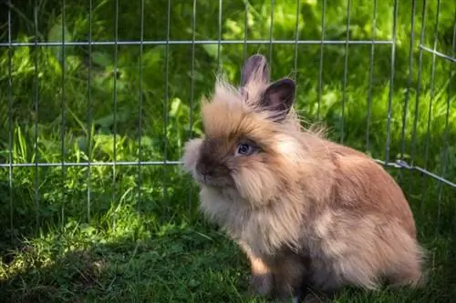 Lionhead rabbit nakaupo sa damuhan