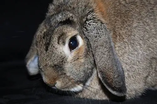 Dwarf lop kuneho