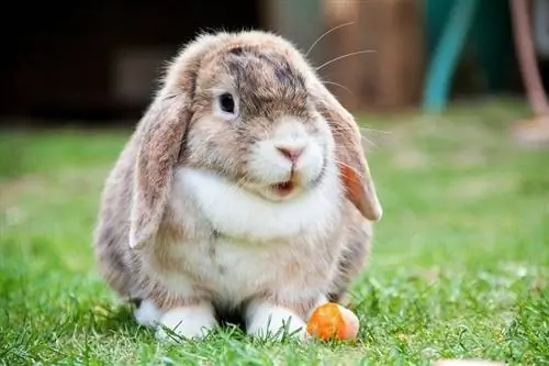 Coniglio Holland Lop all'aperto