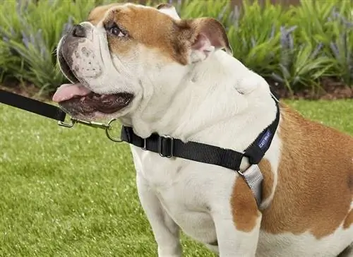 Bulldogge mit Geschirr