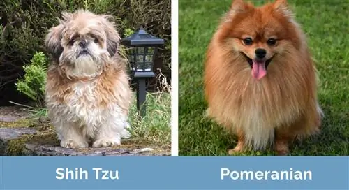 Shih Tzu və Pomeranian yan-yana