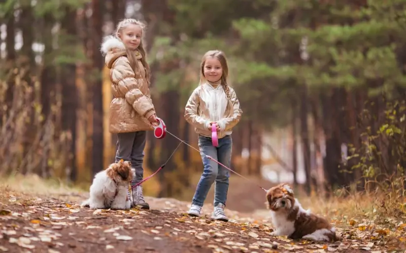 dos niños paseando a sus cachorros shih tzu con correas