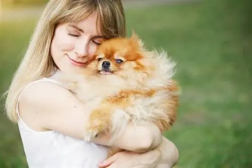 sahibi ev heyvanı pomeranian itini qucaqlayır və qucaqlayır