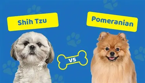 Shih Tzu versus Pommeren: welke is geschikt voor jou? (Met foto's)