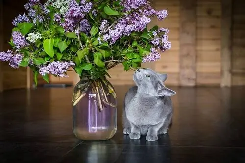 een grijze kat die op de grond zit te snuffelen aan een boeket paarse seringen