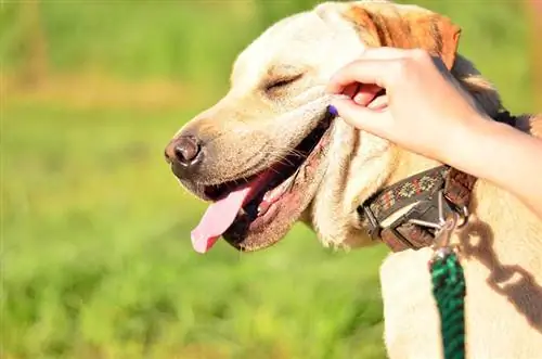 chien heureux qui prend le soleil