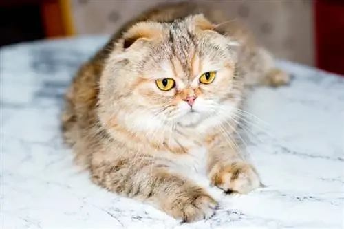 Scottish fold Highland kultainen chinchilla