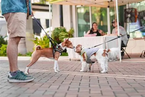 twee honden aan de lijn die aan elkaar snuffelen