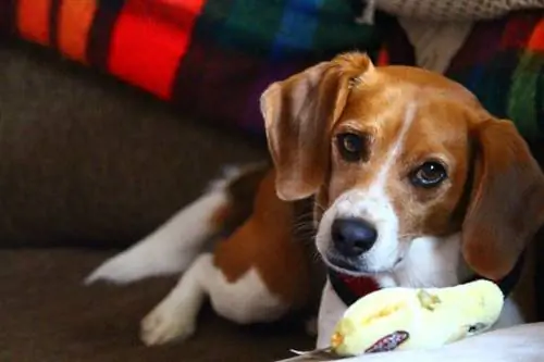 6 Beste Beagle Toys in 2023 – Recensies & Topkeuzes