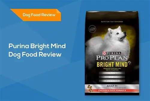 Purina Bright Mind Dog Yemək İcmalı: Xatırlayır, Müsbət cəhətlər & Eksiler