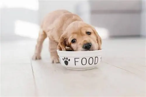 Anak anjing Cocker Spaniel sedang makan makanan anjing