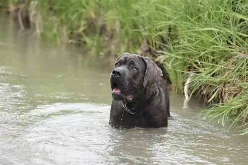 Cane Corso