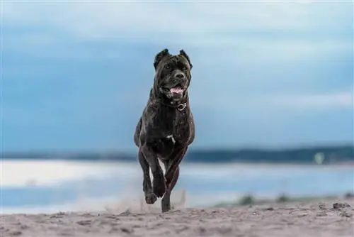 Pantai Cane corso