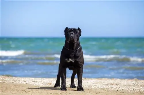 Cane Corsos sabe nadar? A resposta surpreendente