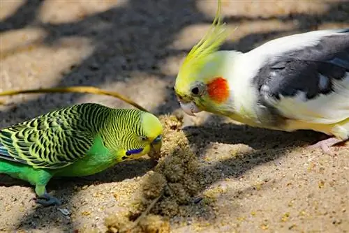 Cockatiels thiab Budgies Puas Nyob Ua Ke? Risks & FAQs