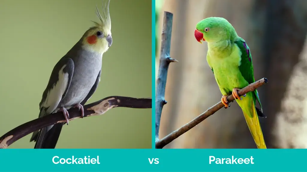 Cockatiel vs Parakeet - Visuelle forskelle