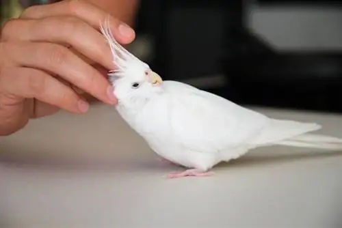 klappe en cockatiel bak i nakken